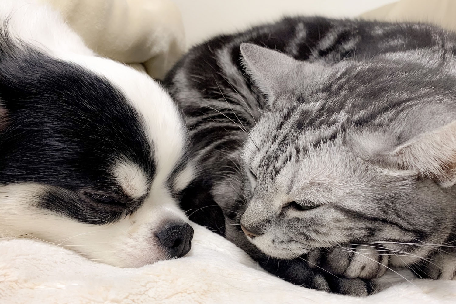 ARCA桂川 ペット飼育可
